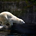 IJsberen zijn gezonder dan ooit